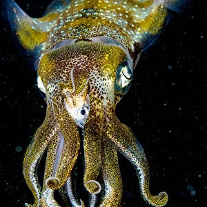 Caribbean reef squid (Sepioteuthis sepioidea) eating fish at night, portrait. The Bahamas