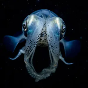 Caribbean reef squid (Sepioteuthis sepioidea) portrait at night, Eleuthera, Bahamas Caribbean reef squid (Sepioteuthis sepioidea) portrait at night, Eleuthera, Bahamas