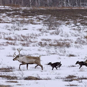 Caribou / Reindeer (Rangifer tarandus) crossing winter landscape with young, Kamchatka