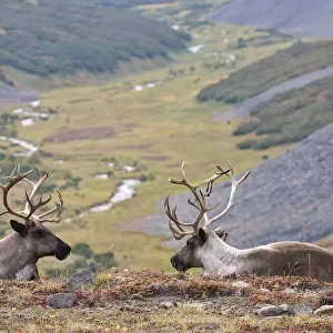 Two Caribou / Reindeer (Rangifer tarandus) resting on hillside with valley in background