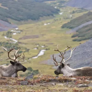 Two Caribou / Reindeer (Rangifer tarandus) resting on hillside with valley in background Two Caribou / Reindeer (Rangifer tarandus) resting on hillside with valley in background