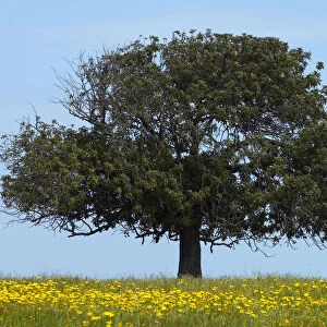 Carob tree / St. Johns bread (Ceratonia siliqua) in meadow, Lachi, Cyprus, May 2009