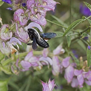 Carpenter bee (Xylocopa sp) nectaring on Clary sage (Salvia sclarea)