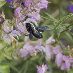 Carpenter Bee Print: A Close-Up of Nectaring on Clary Sage Carpenter Bee Print: A Close-Up of Nectaring on Clary Sage
