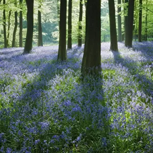 A carpet of Bluebells (Endymion nonscriptus) in Beech (Fagus sylvatica) woodland