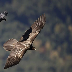 Carrion crow (Corvus corone corone) mobbing Lammergeier (Gypaetus barbatus) Spain