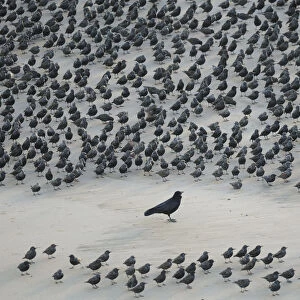 Carrion Crow (Corvus corone) encircled by flock of Starlings (Sturnus vulgaris) resting