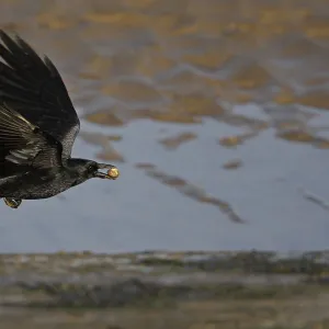 Carrion Crow (Corvus corone) in flight with Cockle shell, Liverpool Bay, UK, November