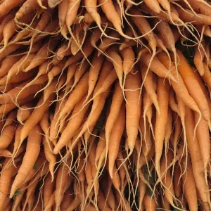 Carrot Print - Orange Vegetable Image Carrot Print - Orange Vegetable Image