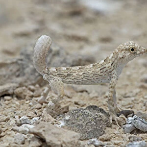 Carters semaphore gecko (Pristurus carteri) standing on rocky ground. Oman, June
