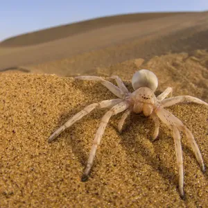 Cartwheeling spider Print, Swakopmund Desert Scene Cartwheeling spider Print, Swakopmund Desert Scene