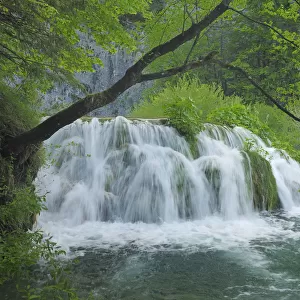 A cascade of waterfalls and rapids falling into a woodland pool. Plitvice National Park