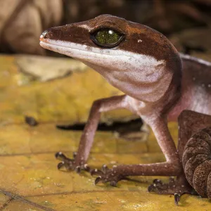 Cat gecko (Aeluroscalabotes felinus) with coiled tail, Sarawak, Malaysian Borneo