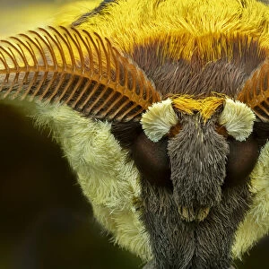 Cat s-eyed emperor moth (Aurivillius aratus), Amedzofe, Ghana. Controlled conditions