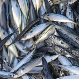 Catch of Atlantic mackerel (Scomber scombrus) in fish separator on board Shetland