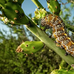 Caterpillar, probably Cholla moth caterpillar, (Euscirrhopterus cosyra) on cactus, Texas, USA. May