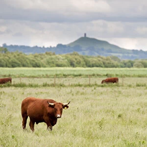 Cattle grazing on farmland at Shapwick Heath (Somerset Wildlife Trust) Nature Reserve