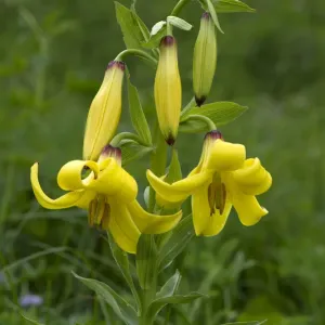 Caucasian Lily Print, Lilium monadelphum Caucasian Lily Print, Lilium monadelphum
