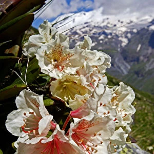 Caucasian rhododendron (Rhododendron caucasium) with Mount Elbrus in the distance