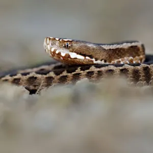 Caucasus Viper Print, Georgia Caucasus Viper Print, Georgia