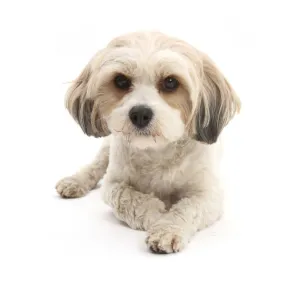 Cavachon, Cavalier King Charles Spaniel cross Bichon frise