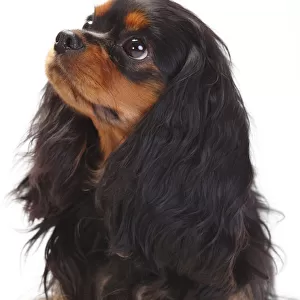 Cavalier King Charles Spaniel, bitch with black-and-tan coat