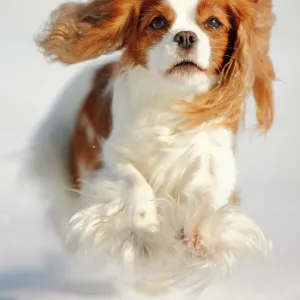 Cavalier King Charles Spaniel, blenheim coated, running over snow covered ground