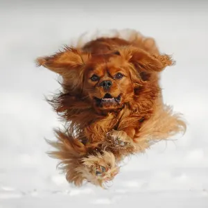 Cavalier King Charles Spaniel, blenheim coated, running over snow covered ground Cavalier King Charles Spaniel, blenheim coated, running over snow covered ground