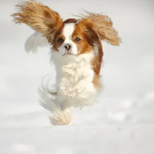 Cavalier King Charles Spaniel, blenheim coated, running over snow covered ground Cavalier King Charles Spaniel, blenheim coated, running over snow covered ground