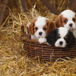 Cavalier King Charles Spaniel puppies aged 7 weeks with tricolour and blenheim colouration