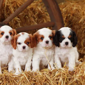 Cavalier King Charles Spaniel puppies aged 7 weeks, with tricolour and blenheim colouration