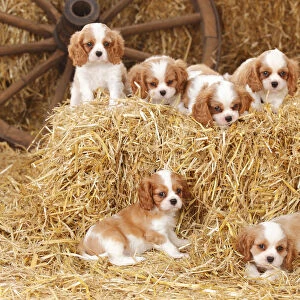 Cavalier King Charles Spaniel, puppies with blenheim colouration, resting in straw