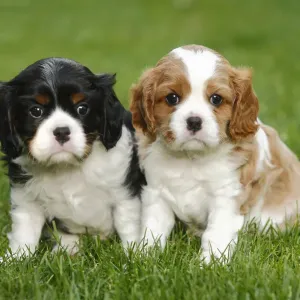 Cavalier King Charles Spaniel Print: Two Puppies on Grass Cavalier King Charles Spaniel Print: Two Puppies on Grass