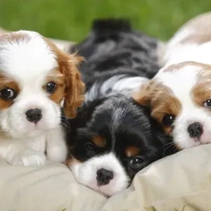Cavalier King Charles Spaniel Puppies Print Cavalier King Charles Spaniel Puppies Print