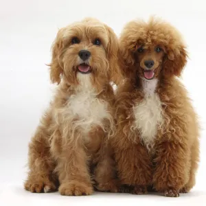 Cavalier King Charles Spaniel x Poodle Cavapoo and red toy Poodle