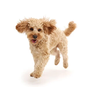 Cavapoo dog, Monty, 10 months, running