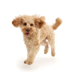 Cavapoo Dog Print - Monty Running Cavapoo Dog Print - Monty Running