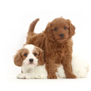 Two Cavapoo puppies