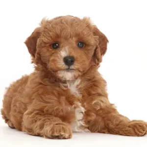 Cavapoo Puppy Print Cavapoo Puppy Print