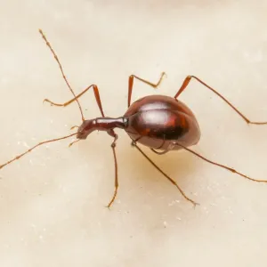 Cave Beetle Print, a photograph of Leptodirus hochenwartii in cave habitat Cave Beetle Print, a photograph of Leptodirus hochenwartii in cave habitat