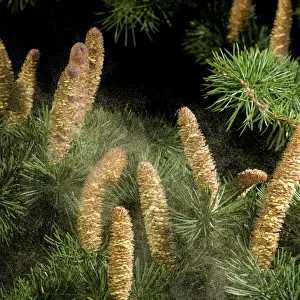 Cedar (Cedrus sp), male catkins releasing pollen. Surrey England, UK