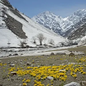 Celandine crocus (Crocus korolkowii) carpets in areas of snowmelt. Near Ansob Pass, Tajikistan