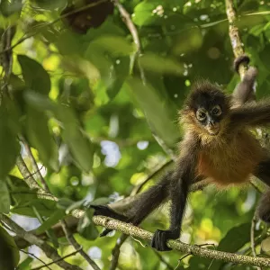Central American spider monkey (Ateles geoffroyi) juvenile, Corcovado National Park