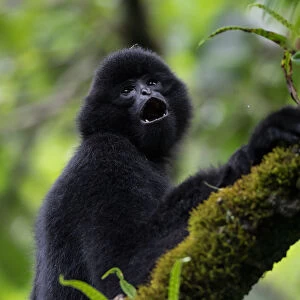 Central Yunnan black crested gibbon (Nomascus concolor jingdongensis), dominant male vocalising