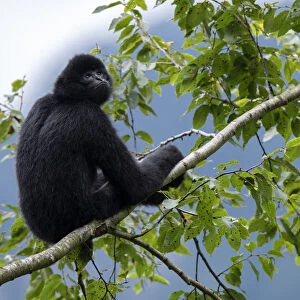 Central Yunnan black crested gibbon (Nomascus concolor jingdongensis), alpha male