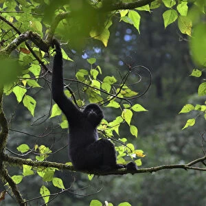 Central Yunnan black crested gibbon (Nomascus concolor jingdongensis), male sitting in tree