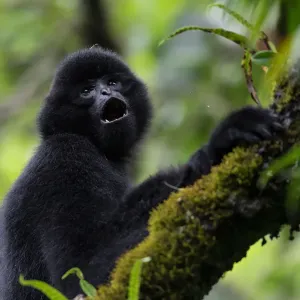 Central Yunnan black crested gibbon (Nomascus concolor jingdongensis), dominant male vocalising Central Yunnan black crested gibbon (Nomascus concolor jingdongensis), dominant male vocalising