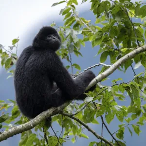 Central Yunnan black crested gibbon print Central Yunnan black crested gibbon print