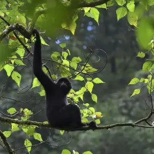 Central Yunnan black crested gibbon (Nomascus concolor jingdongensis), male sitting in tree Central Yunnan black crested gibbon (Nomascus concolor jingdongensis), male sitting in tree
