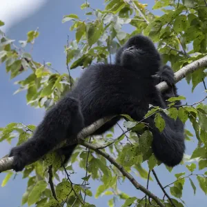 Central Yunnan black crested gibbon print Central Yunnan black crested gibbon print